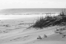 Sea Oats At The Beach In Black And White