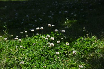 Canvas Print - White clover / Trifolium repens