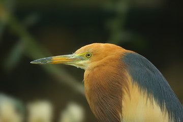 Canvas Print - The Javan pond heron (Ardeola speciosa), portrait with dark background.