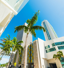 Wall Mural - Downtown Miami under a clear sky