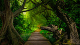 Fototapeta Fototapeta las, drzewa - Asian tropical rainforest with river and big tree