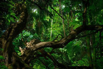 asian tropical rainforest with river and big tree