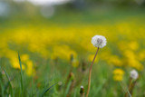 Fototapeta Dmuchawce - One dandelion on the field close-up on a sunny day.