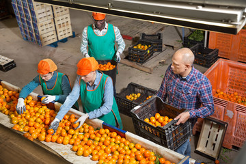 Wall Mural - Employees preparing mandarins for packaging and storing