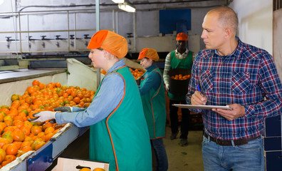 Wall Mural - farmer controlling grading and packing of mandarin oranges performing by female workers