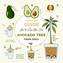 Avocado Tree Vector Growing Guide Poster. Green Simple Instruction To Grow Avocado Tree From Seed. Avocado Life Cycle.