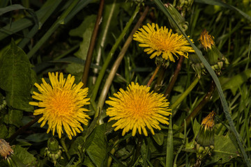 Poster - meadow with dandelions on a sunny day. dandelions in spring. flowering dandelions closeup.