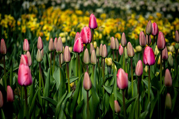 Wall Mural - tulpen