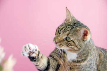 A gray tabby cat touches the branch of a plant with pink flowers and a pink background. Copy space.