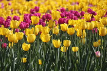 Field Of Blooming Tulips In Sunny Day, Selective Focus. Yellow And Purple Tulip Flowers, Colorful Floral Background