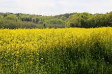 Yellow Flowers Growing In A Field Near The Palatinate Forest In Germany