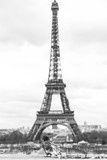 Fototapeta Paryż - Pigeon Eiffel Tower