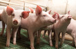 Piglets walking in barn