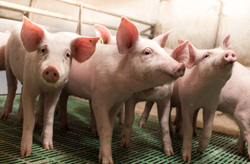 Wall Mural - Piglets walking in barn