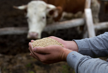 Farmer giving granules to cows