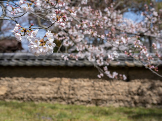 Wall Mural - 醍醐寺の桜