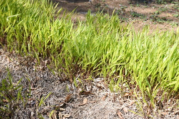 Wall Mural - Hakonechloa macra / Japanese forest grass