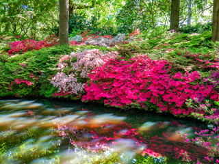 Pink vibrant flowers in spring season reflected in a lake in Isabella plantation in a sunny day, in London