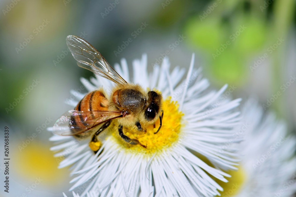 Honey bee busy pollinating a Daisy Fleabane wildflower in Houston, TX. - obrazy, fototapety, plakaty 