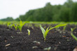 Farmer field with small young sprouts Corn