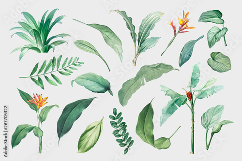 Fotomural Tropical leaves and plants