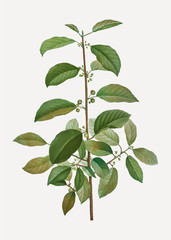 Poster - Alder buckthorn tree