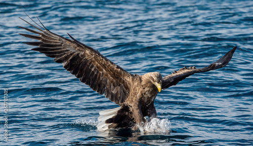 Adult White Tailed Eagles Fishing Front View Blue Ocean