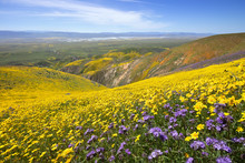 Wildflower In Tembor Range, Carrizo Plain National Monument, CA