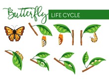 Butterfly Life Cycle Free Stock Photo Public Domain Pictures butterfly-life-cycle-free-stock-photo-public-domain-pictures