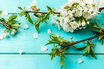 Wall Mural - Spring blossom cherry branches on blue wooden background.