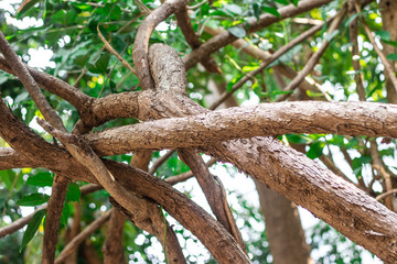 The vines pattern and stems or the branches of Hiptage benghalensis creeping plant in the tropical forest 