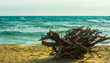marine beach view with dead tree root artistic decorative driftwood