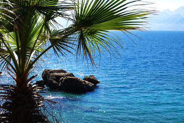 Poster - Mediterranean seascape with palm tree and clear blue sea water in Antalya, Turkey