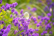 Schmetterling auf Lavendel im verwilderten Garten