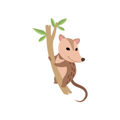 Poster - Cute Opossum Wild Animal on Tree Branch Vector Illustration