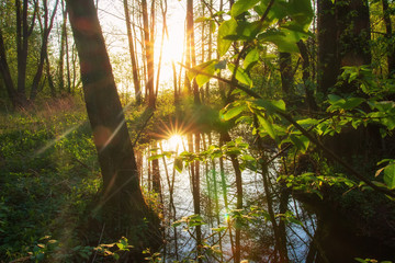 Wall Mural - Scenic river in green sunny forest in Siberia, Russia. Beautiful morning with bright sun