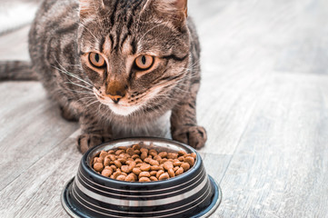 Wall Mural - Portrait of a cat with a bowl of dry food. Eats close up. Copy space