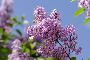  Purple lilac flowers in spring blossom background