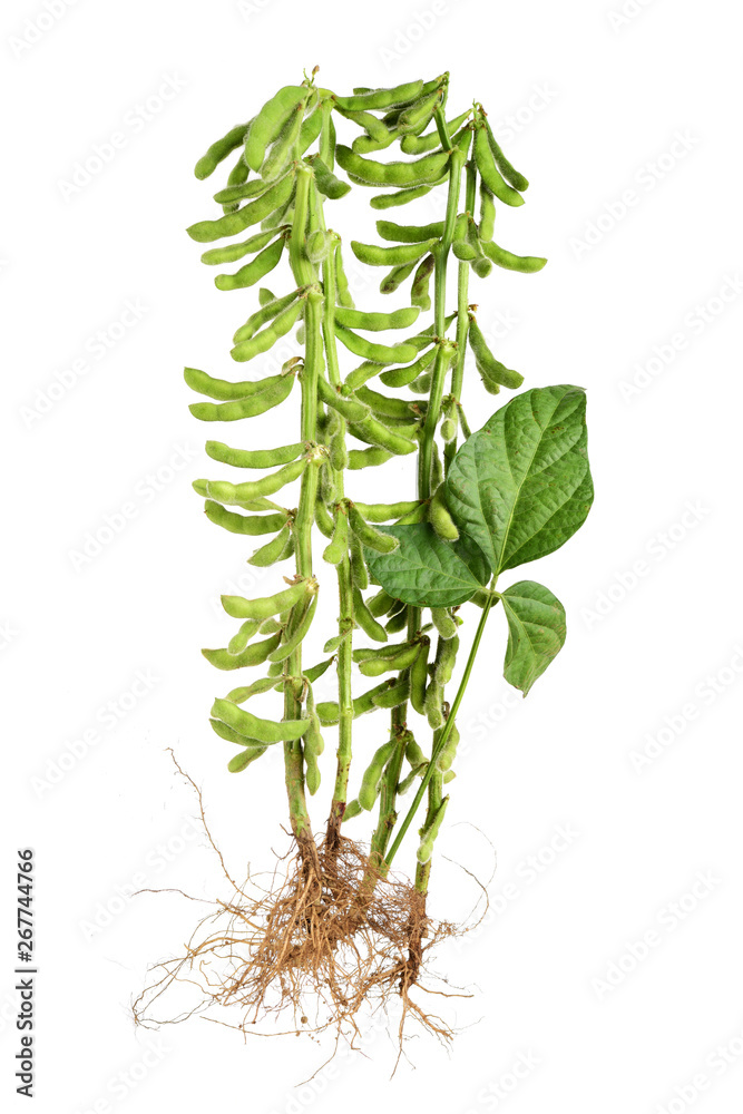 Fresh harvested soybean (edamame) plant isolated on white background Stock  Photo | Adobe Stock