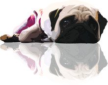 Sad Face Of Pug Dog Staring Straight, Illustration Vector Graphic Pop Art Isolated On White Background - Pet Vector Drawing Concept