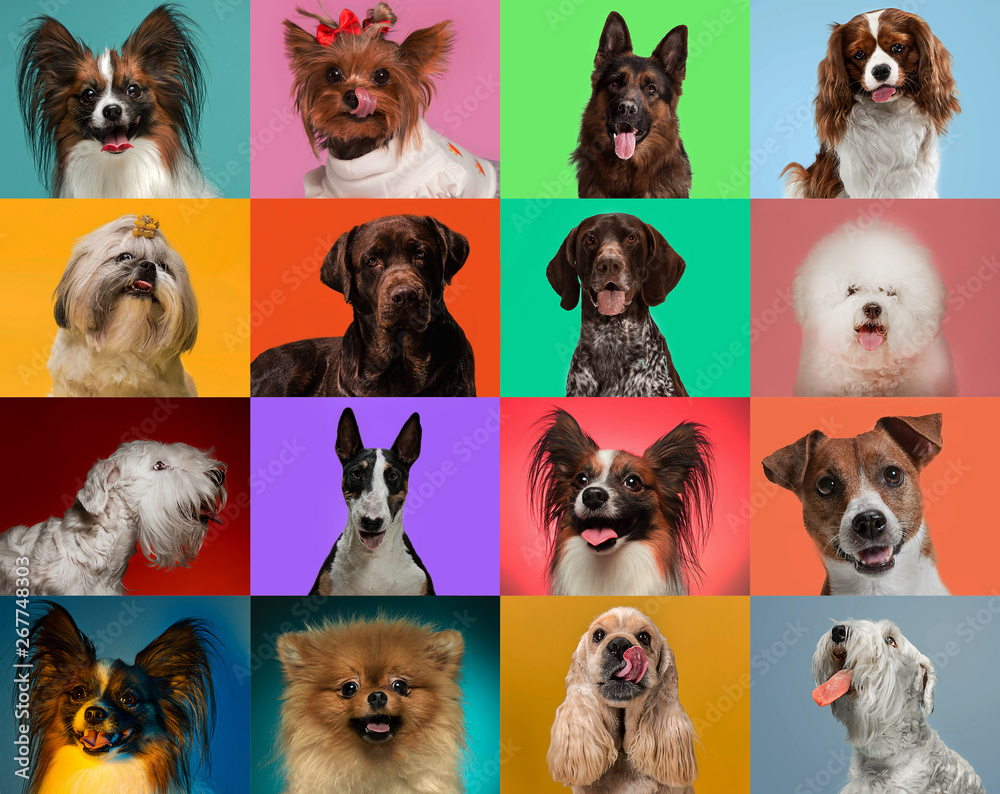 Little dogs are posing and looking in the camera. Cute doggies or pets are happy. The different purebred puppies. Creative collage isolated on multicolored studio background. Front view. - obrazy, fototapety, plakaty 