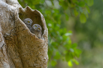 Two lovely spotted owlet