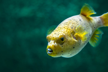Yellow Blackspotted (or Dog Faced) Puffer  fish (Arothron nigropunctatus) swimming in Aquarium tank