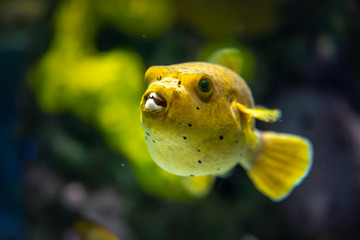 Yellow Blackspotted (or Dog Faced) Puffer  fish (Arothron nigropunctatus) swimming in Aquarium tank