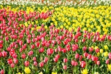 Fototapeta Tulipany - チューリップ畑