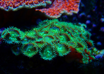 Wall Mural - Green Toxic Parazoanthus colony in coral reef aquarium