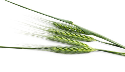 Green young ears of wheat isolated on white background, with clipping path