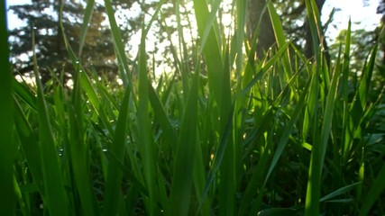 Aufkleber - Camera moving through green grass in the meadow at sunrise. Steadicam shot, 4K