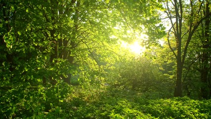 Fototapete - Green summer park with beautiful trees at sunset. Steadicam shot, UHD