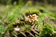 Kleine Pilze im Wald